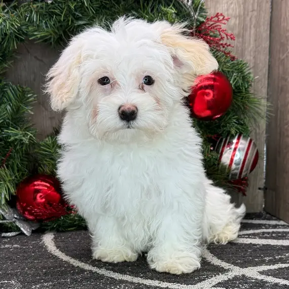 Poodle