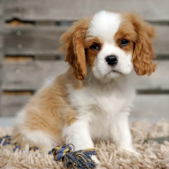Beagle