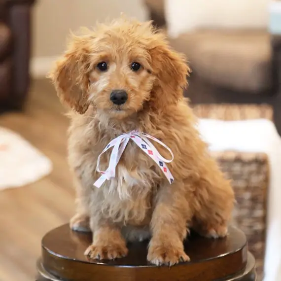 Poodle