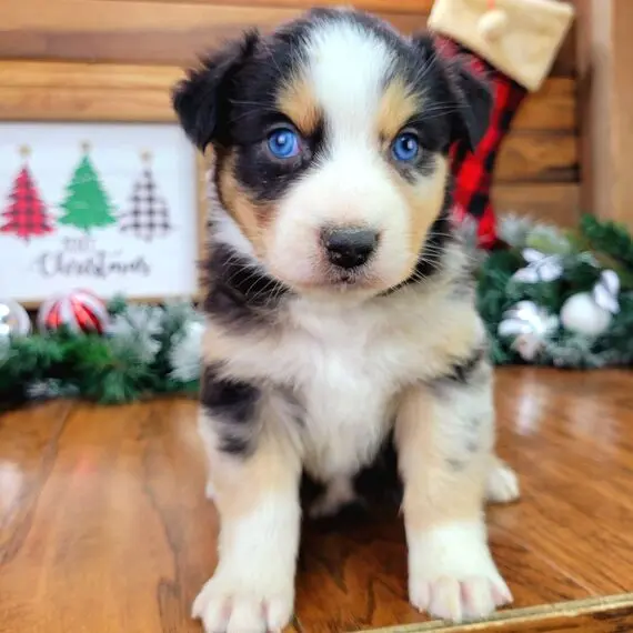Beagle