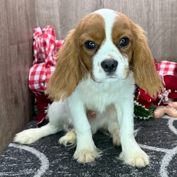 Beagle